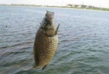 垂钓知识-鲫鱼味型-老徐小屋